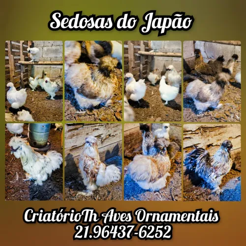 Pintinho Sedosa do Japão