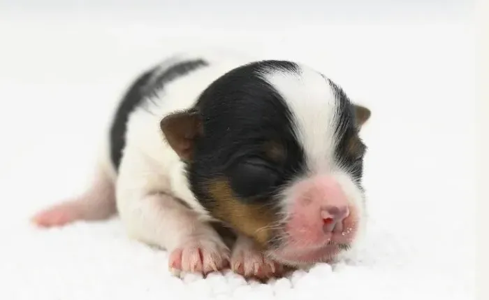 Biewer Yorkshire Terrier com pedigree ? só filhotes selecionados!