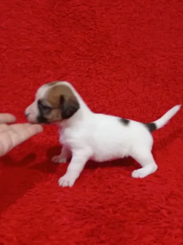 Jack Russell terrier com Pedigree porte pequeno  