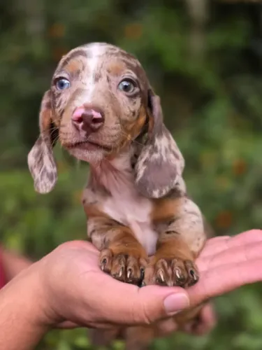 Filhotes Dachshund Miniatura Macho e Fêmea Cachorro Salsicha Legítimo