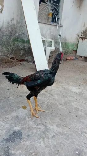 Vendo galos costeiro