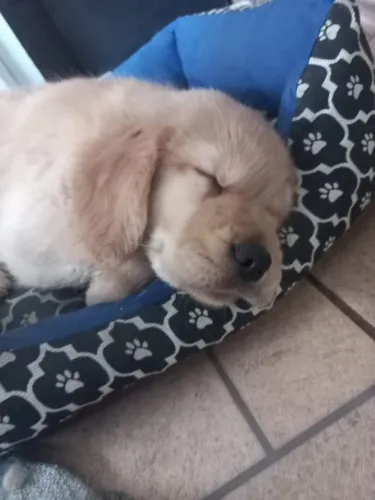 Filhotes de Golden Retriever - Qualidade e Procedência