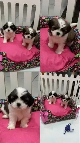 Doação filhote de shih tzu