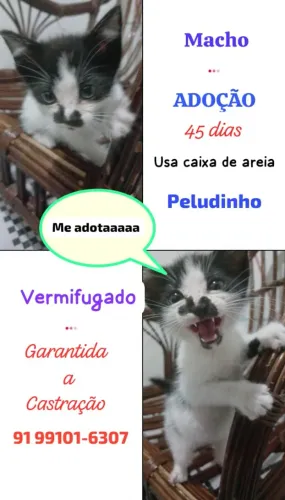 Doação Gato macho
