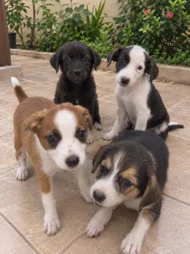Cachorrinhos pra adoção 2 meses