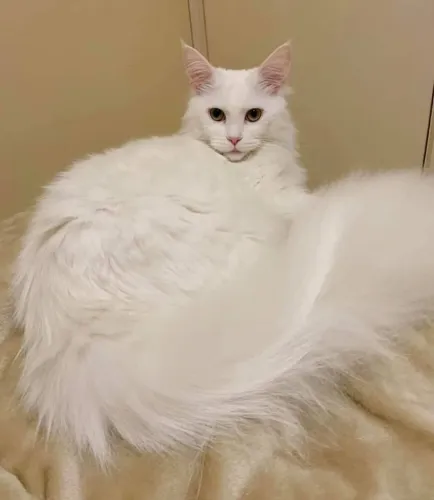 Gato Maine coon 