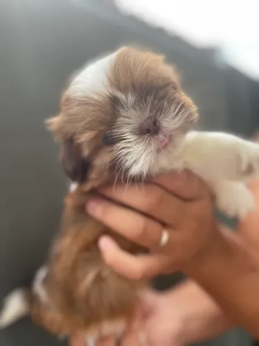 Filhotes de shitzu a venda