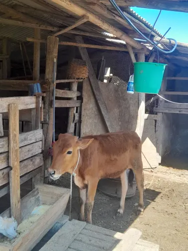 Novilha gir