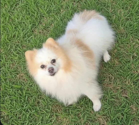 MACHO spitz alemão lulu da pomerânia