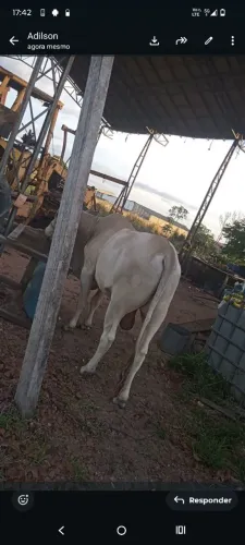 Tourinho canxin mancinho 2 anos e 2 meses e meio 5/8