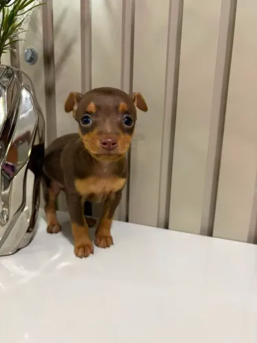 Pinscher