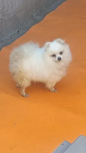 Spitz fêmea