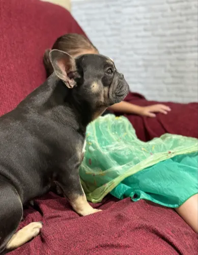 Fêmea Bulldog francês 