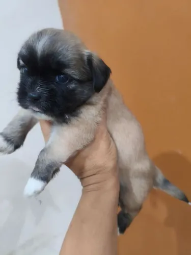 Shih Tzu