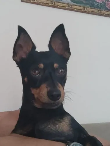 Lucky quer namorar e fazer filhote 