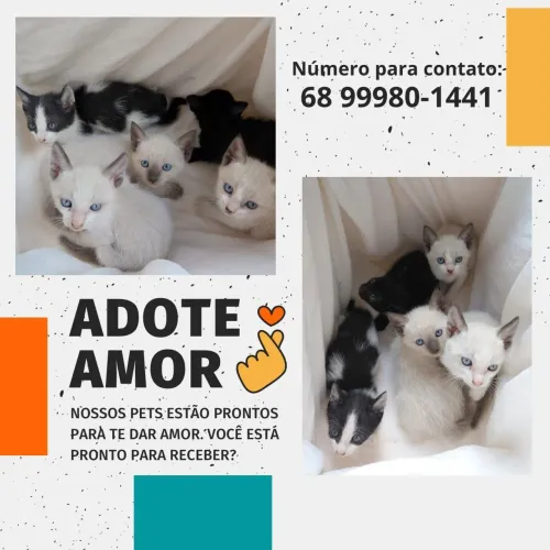 Todos queremos amor! Doação de lindos gatinhos