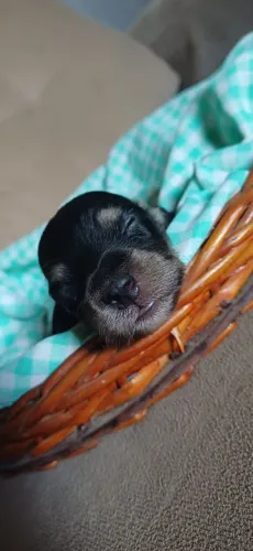 FILHOTE DACHSHUND MINIATURAS PÊLO LONGO