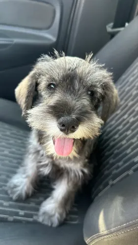 Schnauzer