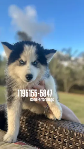 Filhotes Husky Siberiano!