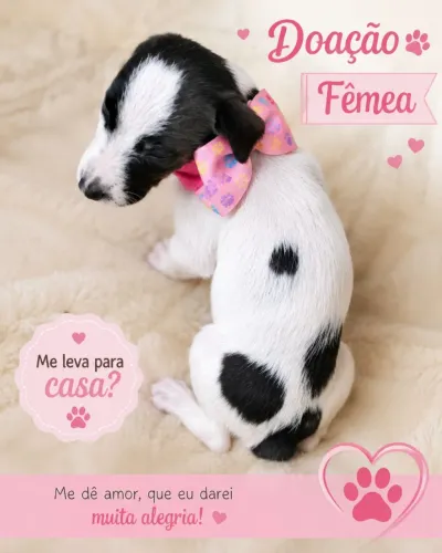 Doando fêmea porte pequeno 
