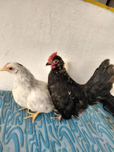 Vendo um casal de Nagasak