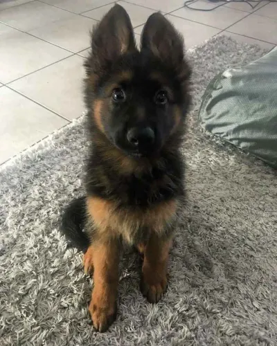 Filhote pastor alemão, Os bebês mais fofos do mundo canino esperam por você!