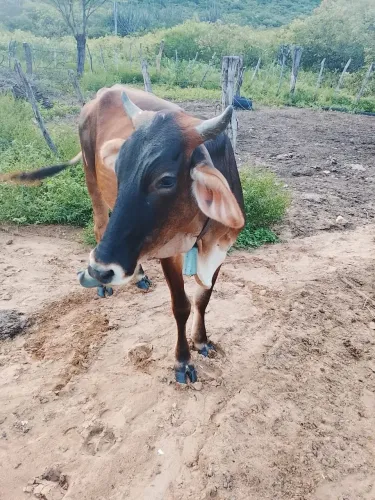 Vaca