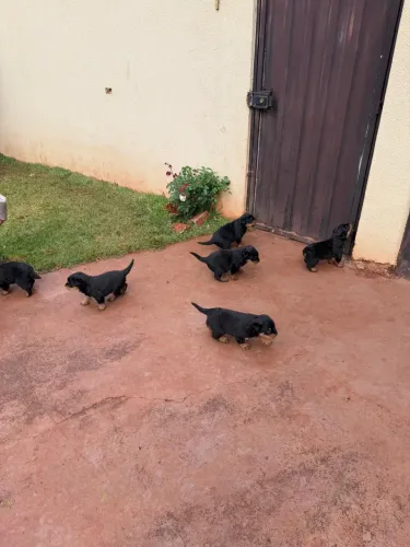 Filhotes de Rottweiler