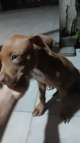 Pitbull