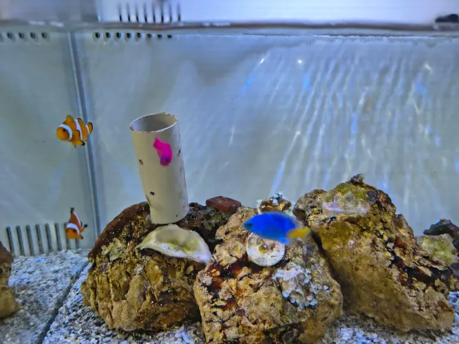 Aquário marinho completo