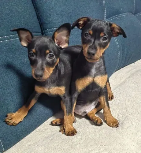 Filhotes De Pinscher - Se Prepare Para A Melhor Amizade Da Sua Vida
