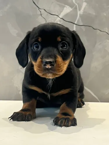 Dachshund preto com canela