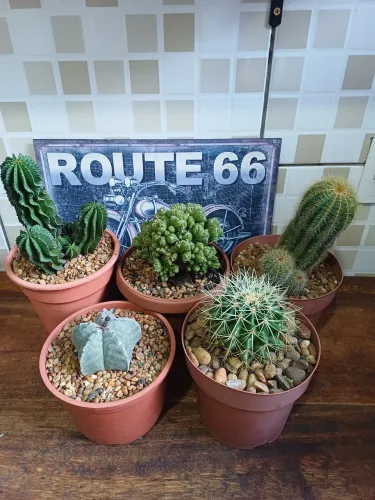 CACTOS VARIADOS 