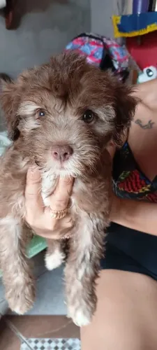 filhotes de poodle