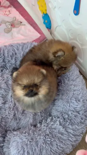 Lulu da Pomerânia 