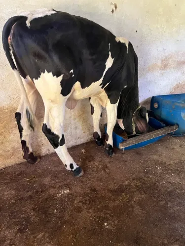 Vendo uma bezerra 