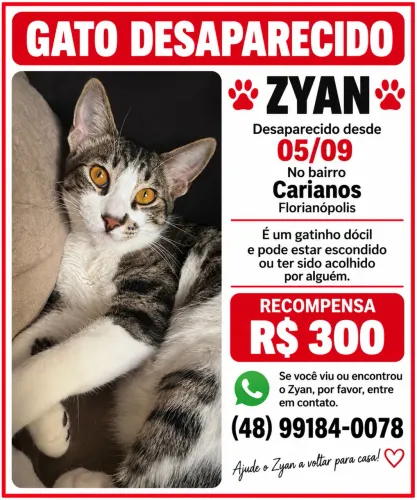GATO ZYAN DESAPARECIDO - CARIANOS / FLORIANÓPOLIS