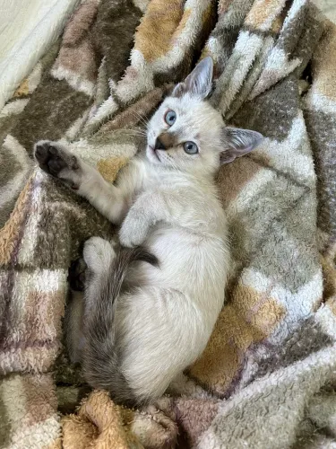 Gato siamês disponível para adoção 