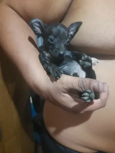 Pinscher número 1