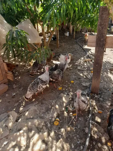 Vendo 3 peruas femeas aa 3 por 450 reais