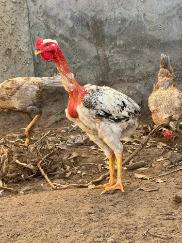 Frango suro