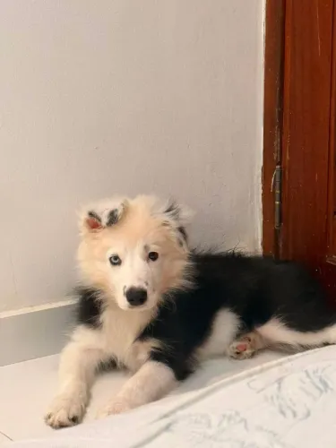 Filhote de Border Collie Macho