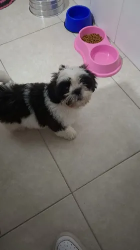 Shih tzu fêmea 800R$