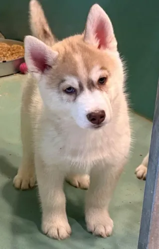 Filhotes de Husky Siberiano | Prontos pra virar seu parceiro!