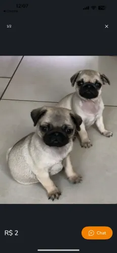 Pug Filhotes Diferenciados
