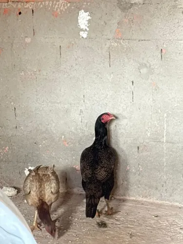 Galo 8 meses galinha cm 6 pintinhos + 2 frangas na postura, total 3 galinha 1 galo 6 pitin