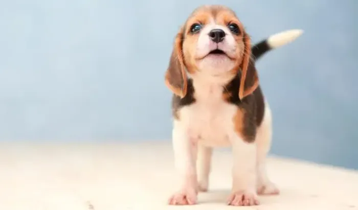 Beagle à Pronta Entrega em Loja Física