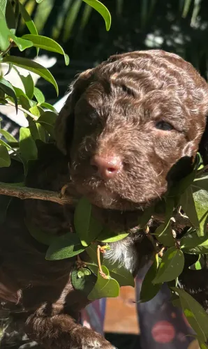Filhote poodle puros  olhos azuis 