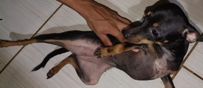 Filhotes de Pinscher Número 01 com 06 meses