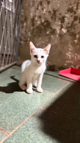 Filhotinhos de gato para adoção